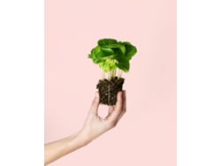 Mini planta de café arábico | Plantas naturales de interior | Pur Plant