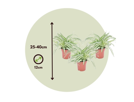 Plantas verdes - PLANT IN A BOX - Chlorophytum comosum - Set de 3 - Maceta 12cm - Altura 25-40cm