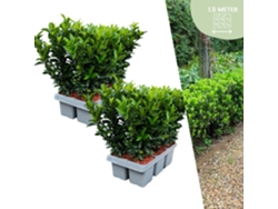 12 plantas de seto de huso verde | Euonymus japonicus Aguja verde | Reemplazo de boj | Plantas de seto resistentes