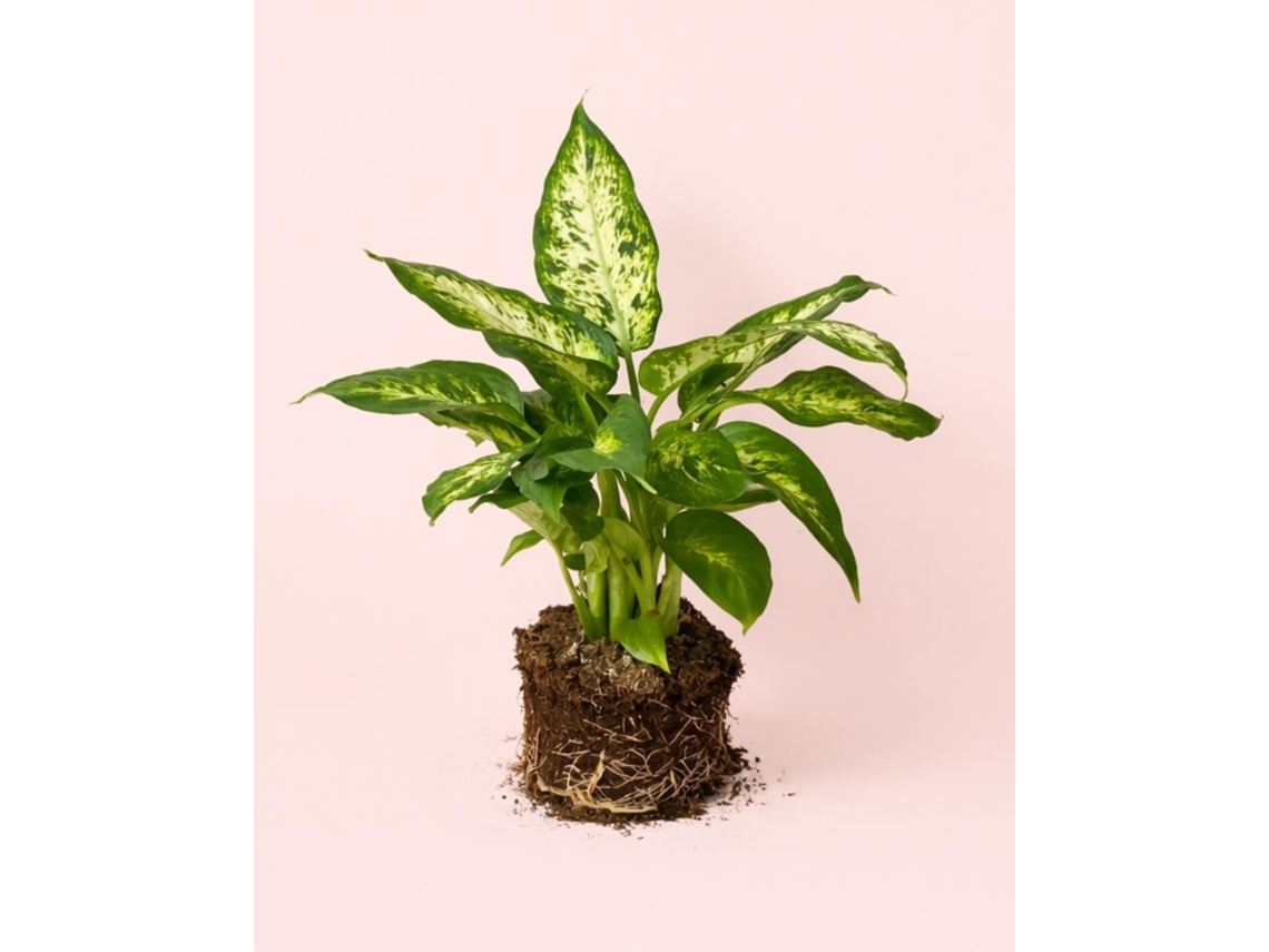 Dieffenbachia Camilla 12 cm – Planta de interior variegada