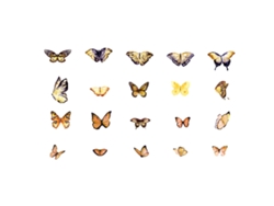 6 paquetes de pegatinas de mariposas, tema primaveral para niños NEVEANCE
