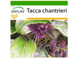 SAFLAX Planta murciélago 10 semillas Con sustrato de cultivo libre de gérmenes Tacca chantrieri