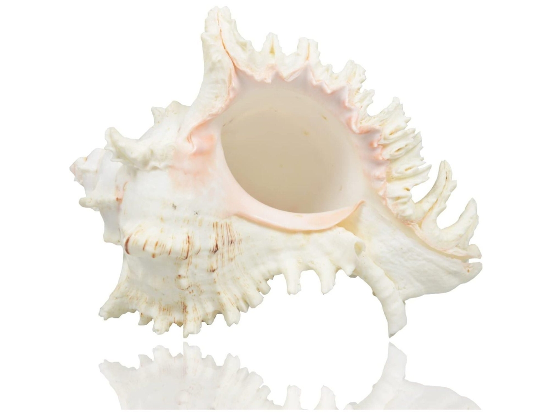 Grandes conchas marinas naturales 18-20cm. Decoración bodas, fiestas playa, hogar y DIY.