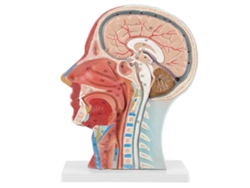 Modelo Anatómico De Cabeza, Cerebro Y Cuello - Sección Media - Pvc Realista Para La Enseñanza De La Medicina