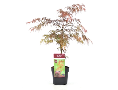Arces japoneses - PLANT IN A BOX - Acer palmatum 'Garnet' - Set de 1 - Maceta 19cm - Altura 60-70cm