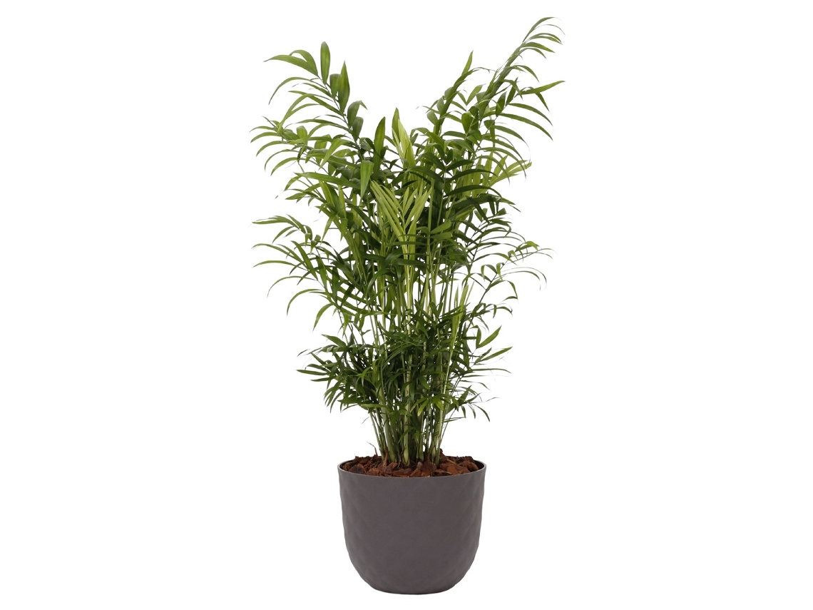 Planta Natural BIOMA PLANTS Chamaedorea Elegans c/Florero (Biodegradable, Caliza - Gris)
