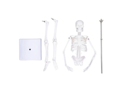 Modelo de esqueleto humano en miniatura de 45 cm, de PVC, con brazos, piernas y base articulados | Sin marca