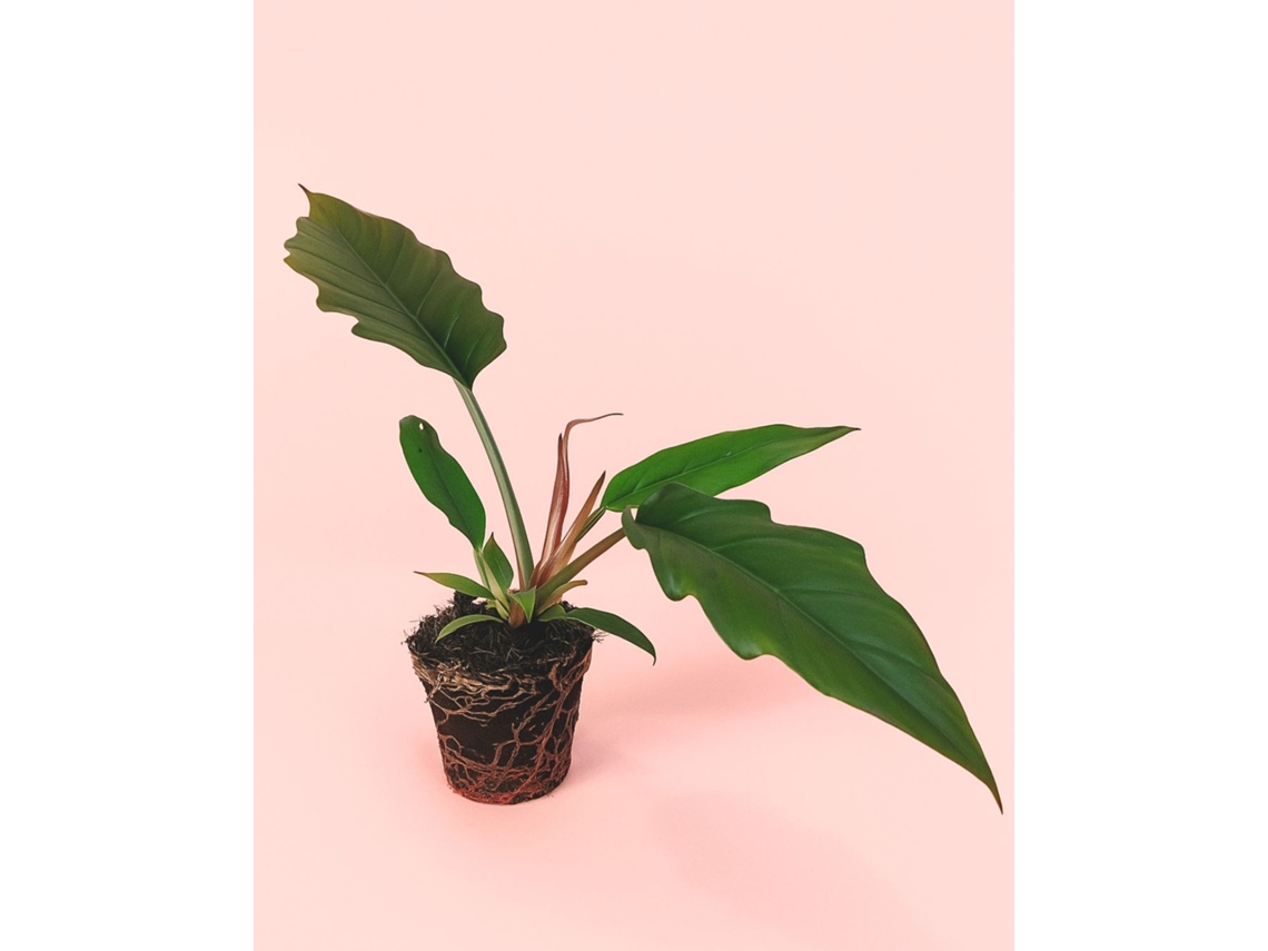 Filodendro Choco Empress | Planta tropical de interior premium y resistente | Pur Plant