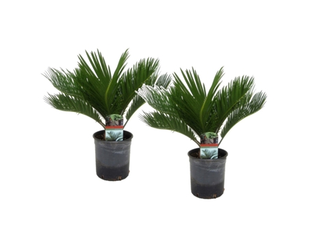 Palmeras - PLANT IN A BOX - Cycas revoluta - Set de 2 - Maceta 15cm - Altura 45-60cm