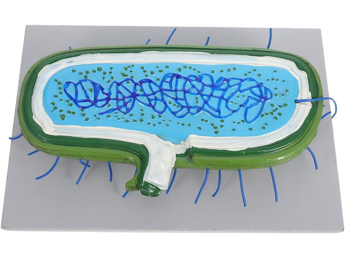 Kit Educativo Interactivo Con Modelo De Célula Humana Desmontable Para La Enseñanza De La Biología.