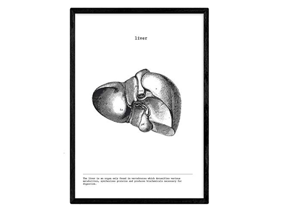 Láminas NACNIC Biología y Medicina Detalle de Hígado (A4)