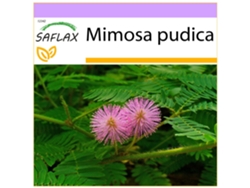 SAFLAX Sensitiva 70 semillas Mimosa pudica