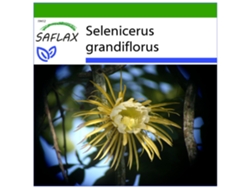 SAFLAX Reina de las flores 40 semillas Con sustrato de cultivo libre de gérmenes Selenicerus grandiflorus