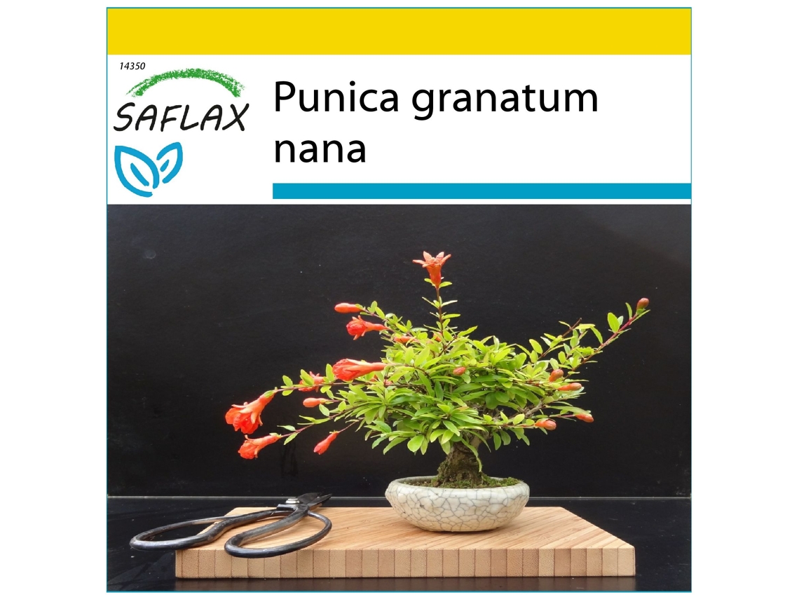 SAFLAX Conjunto de cultivo Granado enano 50 semillas Con mini invernadero, sustrato de cultivo y 2 macetas Punica granatum nana