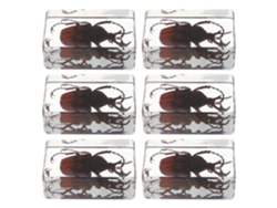 Besportble Conjunto De Biología Y Resina 4.40 X 2.90 X 1.80 Cm -material: Resina, Calidad Artesanal