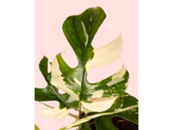 Rhaphidophora Tetrasperma Variegata | Planta natural de interior premium | Pur Plant
