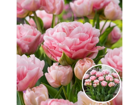 Bulbos de flor - PLANT IN A BOX - Tulipa Dreamer - Set de 15 - Maceta 0cm - Altura 0cm