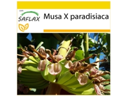 SAFLAX Conjunto de cultivo Platanera 10 semillas Con mini invernadero, sustrato de cultivo y 2 macetas Musa X paradisiaca