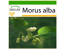 SAFLAX Morera blanca 200 semillas Con sustrato de cultivo libre de gérmenes Morus alba