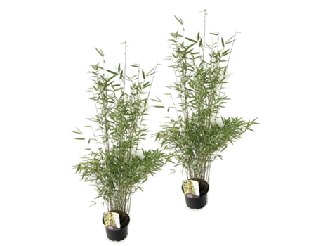 Bambú - PLANT IN A BOX - Set de 2 Fargesia Red Dragon - Pote 17cm - Maceta 50-70cm