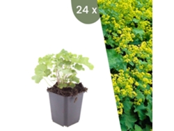 | 24 Plantas De Manto De Señora | Alchemilla Mollis | Cobertura Del Suelo Hardy | Perenes Hardy | Plantas De Jardín Hardy Plants By Frank