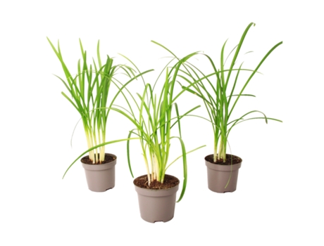 Plantas con flores - PLANT IN A BOX - Tulbaghia violacea - Set de 3 - Maceta 9cm - Altura 15-25cm
