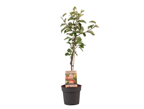 Árboles frutales - PLANT IN A BOX - Malus domestica 'Elstar' - Set de 1 - Maceta 21cm - Altura 90-100cm