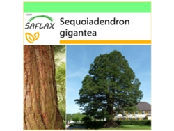 SAFLAX Garden to go Árbol mamut 50 semillas Con maceta, tapa climática y sustrato de cultivo Sequoiadendron gigantea