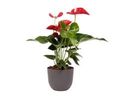 Planta Natural BIOMA PLANTS Antúrio Rojo c/Florero (Biodegradable, Caliza - Gris - 60-70 cm)