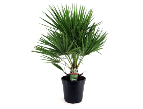 Palmeras - PLANT IN A BOX - Chamaerops Humilis - Set de 1 - Maceta 21cm - Altura 70-80cm