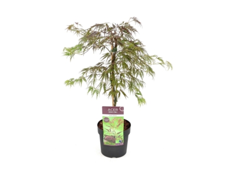 Arces japoneses - PLANT IN A BOX - Acer palmatum 'Inaba-shidare' - Set de 1 - Maceta 13cm - Altura 30-40cm