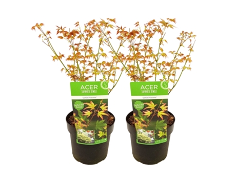 Arces japoneses - PLANT IN A BOX - Acer palmatum 'Little Princess' - Set de 2 - Maceta 19cm - Altura 45-55cm