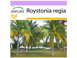 SAFLAX Palmera real cubana 8 semillas Roystonia regia