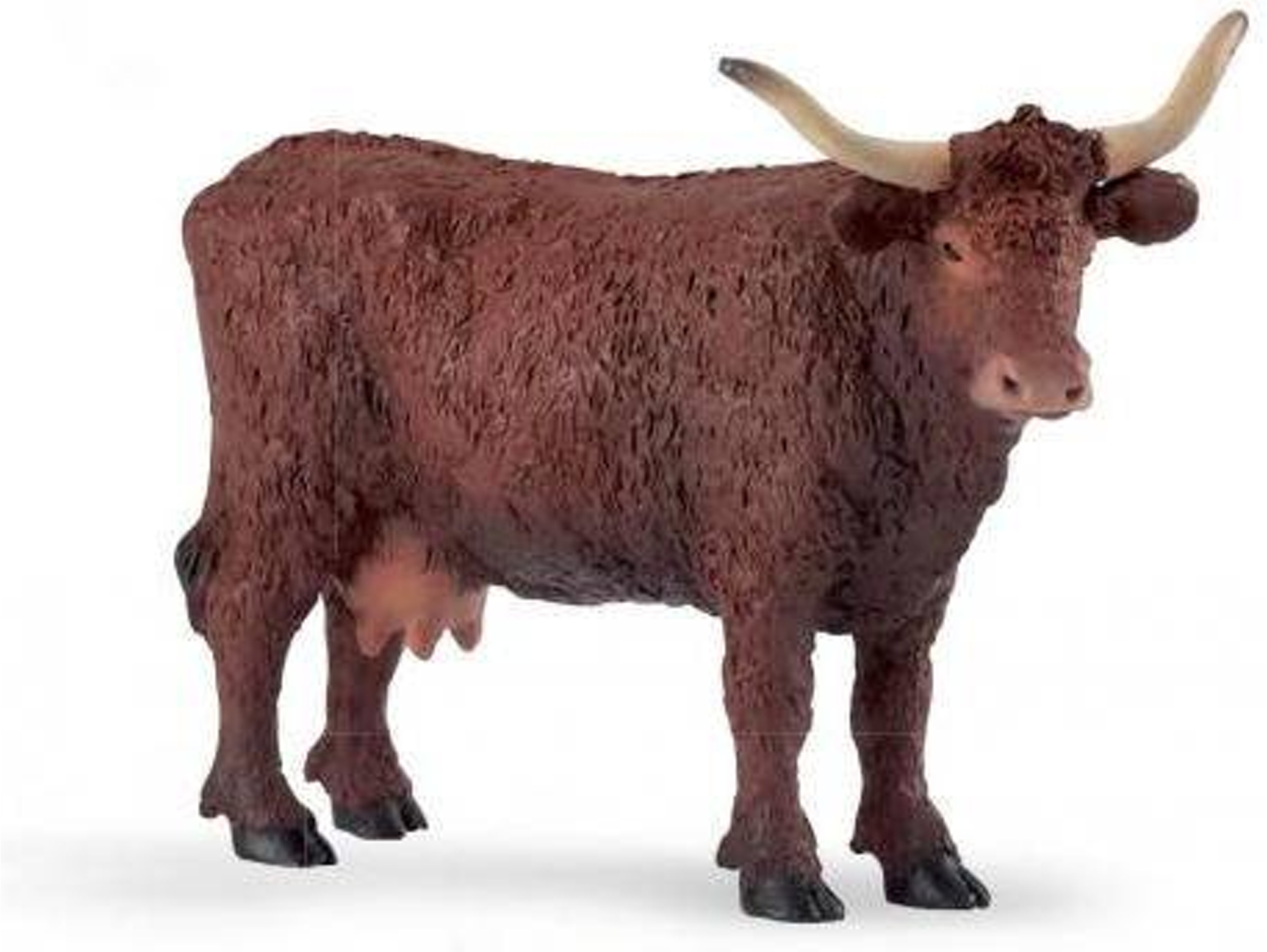 Figura PAPO Vaca Salers