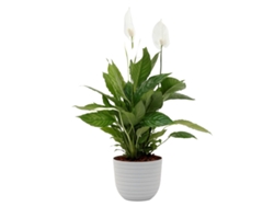 Planta Natural BIOMA PLANTS Spathiphyllum Vivaldi c/Florero (Biodegradable, Caliza - Blanco - 60-70 cm)