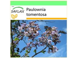 SAFLAX Garden to go Paulonia 200 semillas Con maceta, tapa climática y sustrato de cultivo Paulownia tomentosa