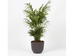 Planta Natural BIOMA PLANTS Chamaedorea Elegans c/Florero (Biodegradable, Vulcano - Gris - 60-70 cm)