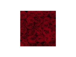 Rosas Variadas | Flor Natural | Ramo De 25 Tallos | 60cm De Alto Rojas Freedom
