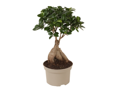 Bonsáis - PLANT IN A BOX - Ficus microcarpa Ginseng - Set de 1 - Maceta 12cm - Altura 30-40cm