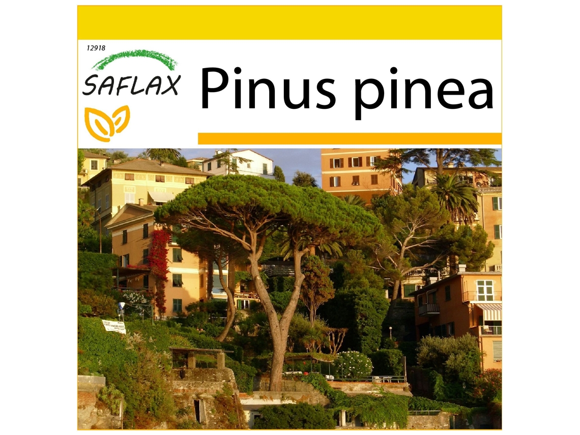 SAFLAX Conjunto de cultivo Pinos piñoneros 6 semillas Con mini invernadero, sustrato de cultivo y 2 macetas Pinus pinea
