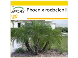 SAFLAX Conjunto de cultivo Palmera datilera enana 25 semillas Con mini invernadero, sustrato de cultivo y 2 macetas Phoenix roebelenii
