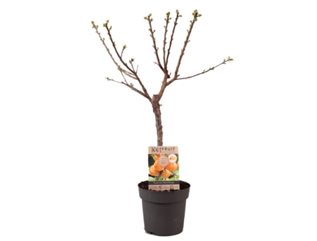 Árboles frutales - PLANT IN A BOX - Prunus Armeniaca 'Abrikoos' - Set de 1 - Maceta 21cm - Altura 90-100cm