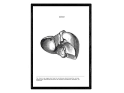 Láminas NACNIC Biología y Medicina Detalle de Hígado (A4)
