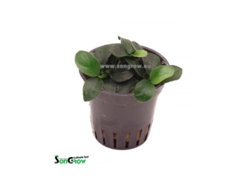 Anubias Nana Bonsaï