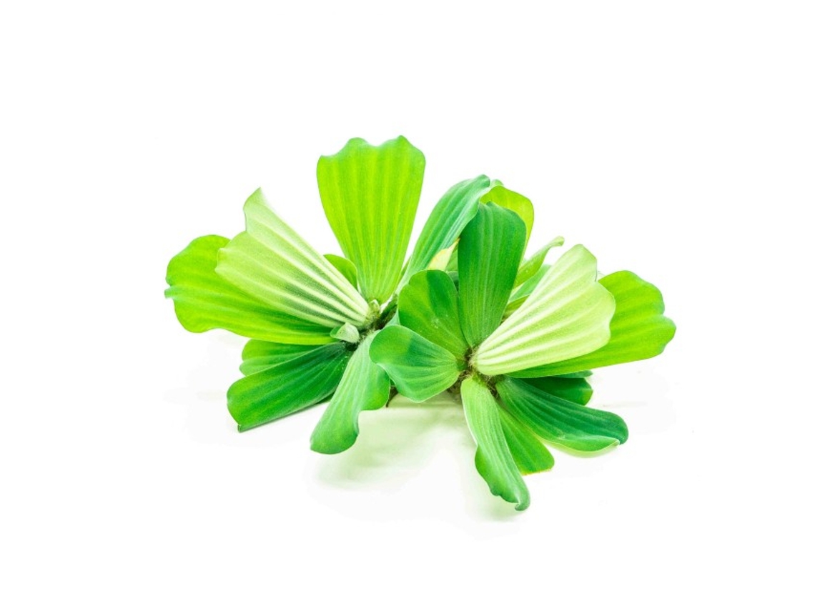 Pistia Stratiotes - Watter Lettuce - X5 Plants -3-5 Cm Size