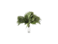 Chico Yumbo | Flor Natural | Ramo de 50 tallos | Verde | 50cm de alto