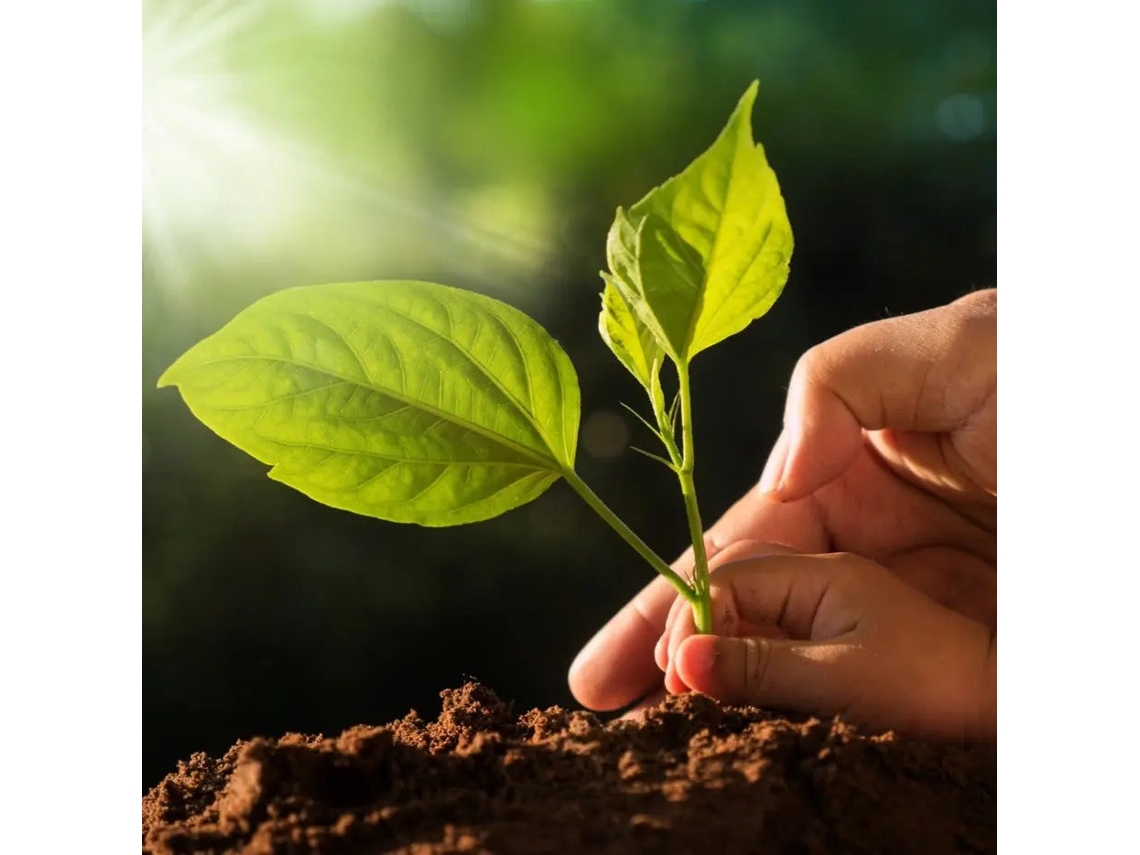 Flervi Plantas Terrestres 50 Litros