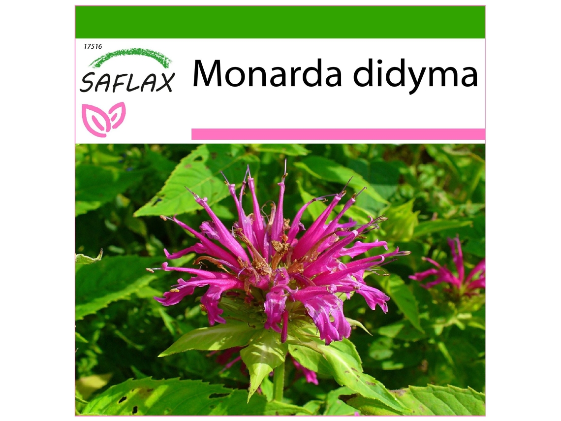 SAFLAX Bergamota silvestre 20 semillas Con sustrato de cultivo libre de gérmenes Monarda didyma