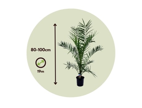 Palmeras - PLANT IN A BOX - Phoenix canariensis - Set de 1 - Maceta 19cm - Altura 80-100cm
