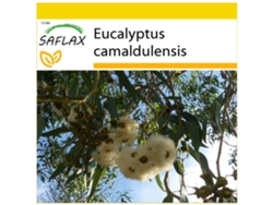 SAFLAX Conjunto de cultivo Eucalipto rojo 200 semillas Con mini invernadero, sustrato de cultivo y 2 macetas Eucalyptus camaldulensis